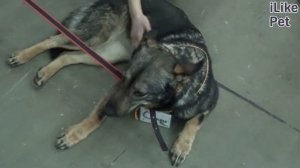 5 способов отучить взрослую собаку кусаться