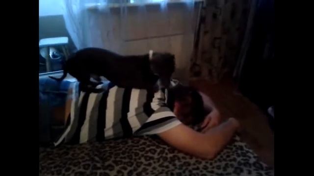 Смешные таксы. Funny Dachshund смотреть онлайн