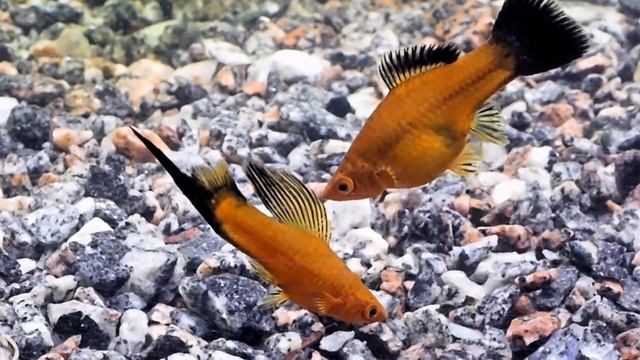 Кем заселить 100литровый аквариум смотреть онлайн