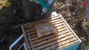 работы на пасеке в апреле  обработка от клеща