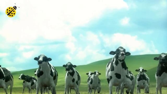 FUNNY COW DANCE 4 │ Cow Song & Cow Videos 2024