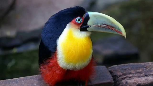 Красивые фото птиц Beautiful photos of birds смотреть онлайн