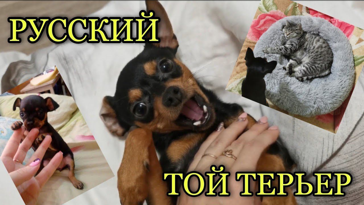 Той-терьеры как дети, игры, бесячки. Счастье в доме. Тойчики. Часть 3. смотреть онлайн