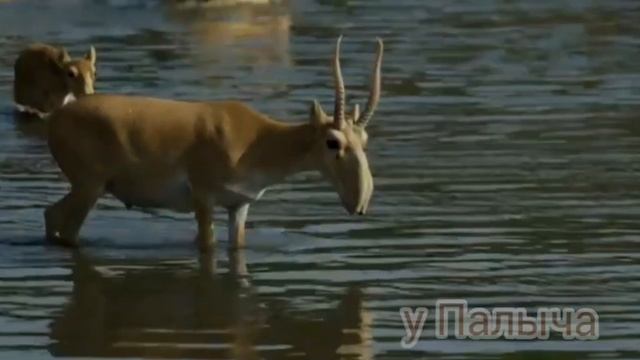 Интересны факты! Сайгак или степная Лань. смотреть онлайн