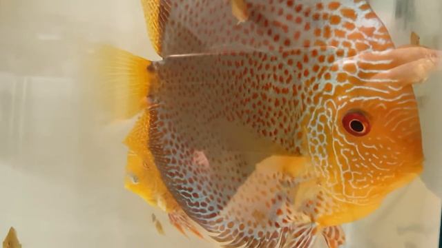 Discus Leopard SS x Spotted Faced Eruption with fry смотреть онлайн