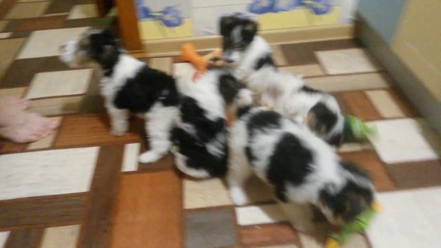 Фокстерьер смотреть онлайн