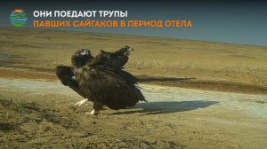 «Падальщики, стервятники, вестники смерти»: черные грифы вернулись в степи Калмыкии.