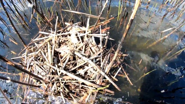 Противопожарные гнёзда чомг / Весенний пал #3 смотреть онлайн