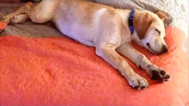 Щенок тонул в болоте, но то что произошло дальше верится с трудом