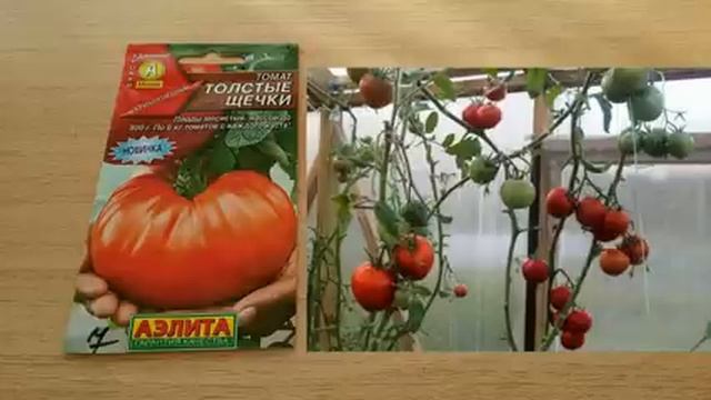СЕМЕНА ЛУЧШИХ КРУПНОПЛОДНЫХ ТОМАТОВ ПРОВЕРЕННЫХ ВРЕМЕНЕМ. смотреть онлайн