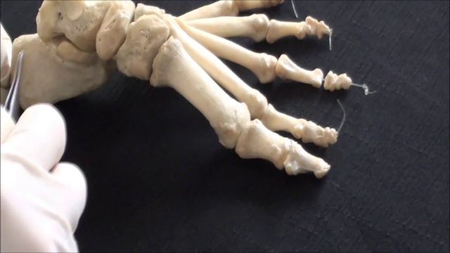 Foot skeleton - Part 1 - Lower limb anatomy смотреть онлайн