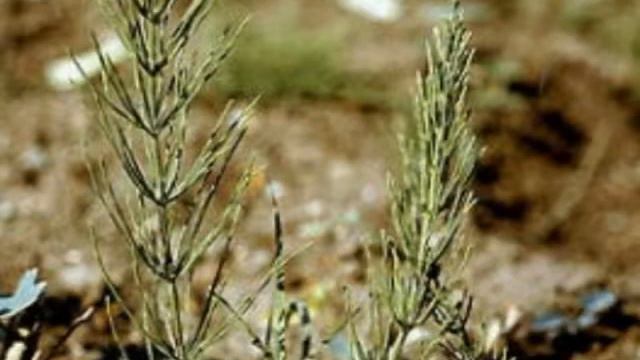 Хвощи смотреть онлайн