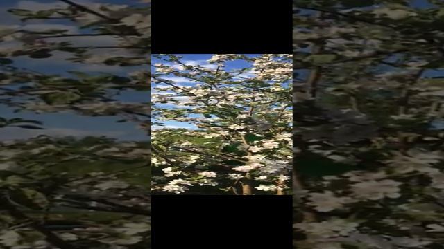 Яблоня. Цветение яблони. смотреть онлайн