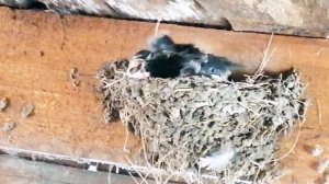 Пение деревенской ласточки.  Кормление птенцов ласточкой. Жизнь в деревне Каменка.