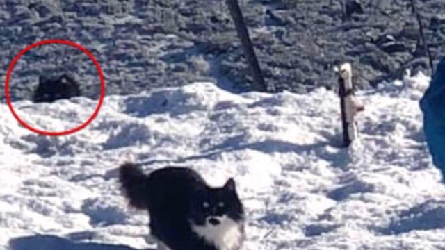 Семья приютила двух диких котят, а потом заметила, что один из питомцев необычно себя ведет смотреть онлайн