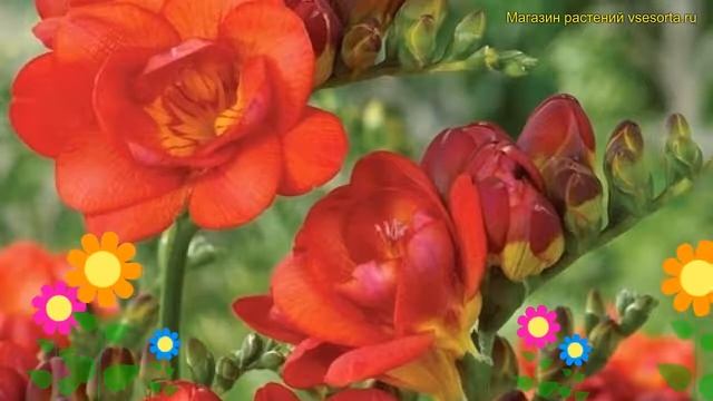 Фрезия махровая Рэд. Краткий обзор, описание характеристик, где купить луковицы freesia double Red смотреть онлайн