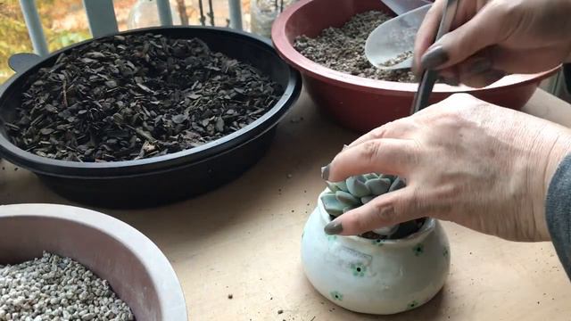 얼굴이 예쁜 알바뷰티. 분갈이 했어요~~~^^💕 смотреть онлайн