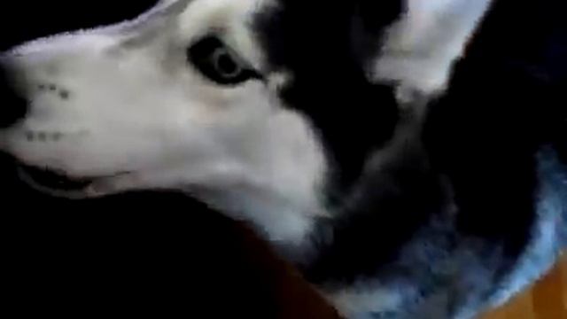 самый умный собака в мире смотреть онлайн