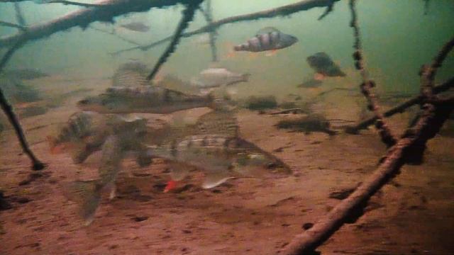 Подводные зарисовки. Март 2022. Река Кама смотреть онлайн