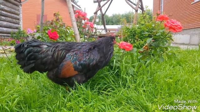 Наш голландец смотреть онлайн