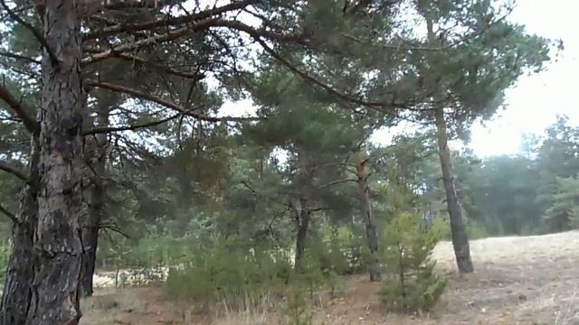 ПРОГУЛКА ПО ЛЕСУ ОНЛАЙН. лисья нора.. ВИДЕО РЕЛАКС. Relaxation