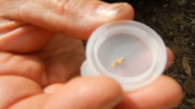 First Gold With GPX7000 Part 2 Or 3