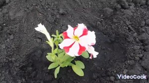 Весна ! и все ей рады...