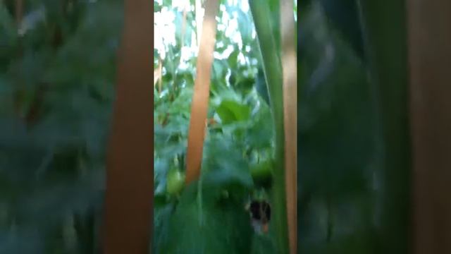 Сорт Чёрная Лакомка.05.09.2019. смотреть онлайн