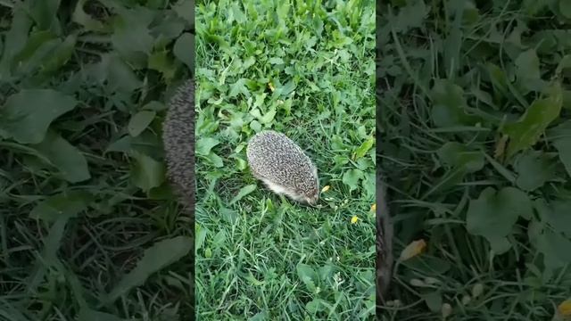 Ёжик смотреть онлайн