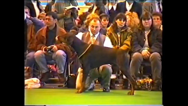 Crufts 1995 - Dobermanns смотреть онлайн