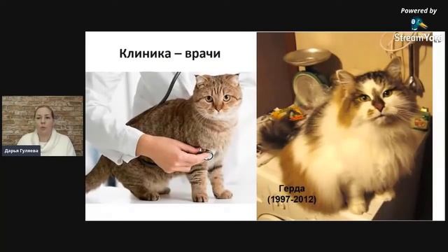 Как выбирать готовый корм для кошки? 7 главных правил смотреть онлайн