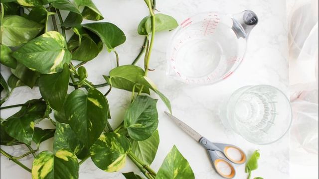How to Prune Pothos So They Grow More || Pothos Pruning Tips смотреть онлайн