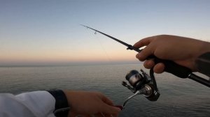 Ловля ласкиря. Попал на раздачу. Рыбалка на море. Техасская оснастка.