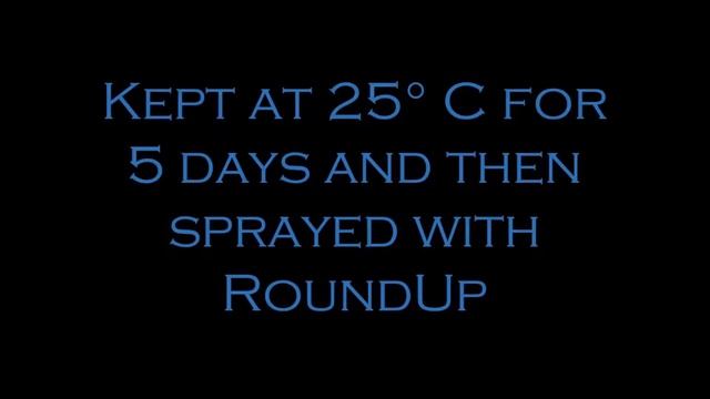 Indiana Crop Bioassay RoundUp Soybeans смотреть онлайн