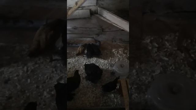 #Брама #Кучинская Юбилейная #Московская черная в курятнике смотреть онлайн