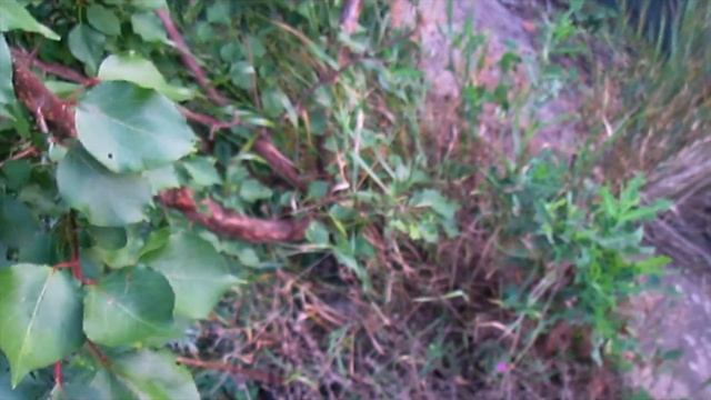 Абрикос Биг Ред созрел 5.07.2017 смотреть онлайн