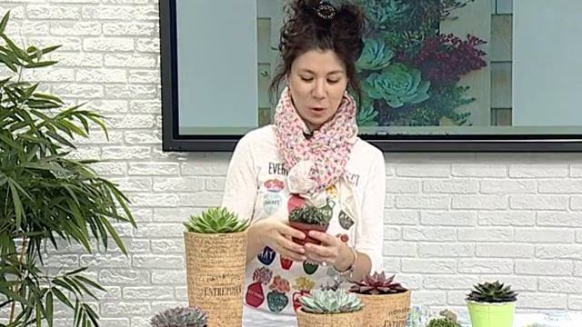 Денежные розеточки – эхеверии смотреть онлайн