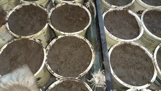 22 апреля 2021 г.Сею Огурцы смотреть онлайн