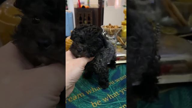 Teacup Teddy Poodle Smokey 3 месяца 10 см в холке экстра микро мальчик смотреть онлайн