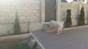 алабай охраняет территорию