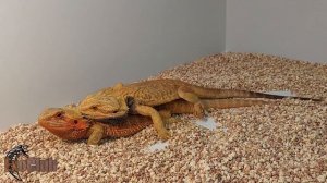 спаривание бородатых агам
