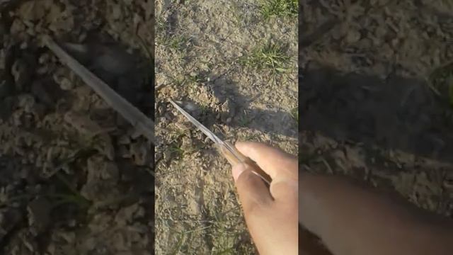 ТАЛИМАРДЖАН КАК НАДО СОБИРАТЬ ГРИБЫ смотреть онлайн