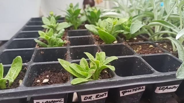 Корневин/Clonex/Dr.Root/Germon/Фитоклон - какой укоренитель победит? Узнаем в этом видео!