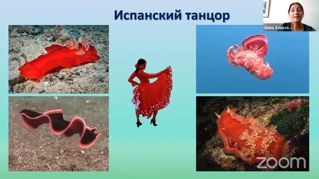 Онлайн занятие по биологии. Морские черви