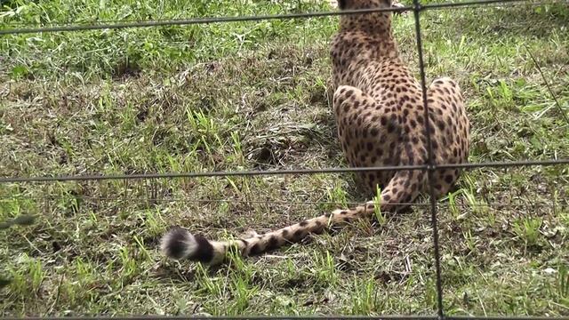 Венский зоопарк смотреть онлайн