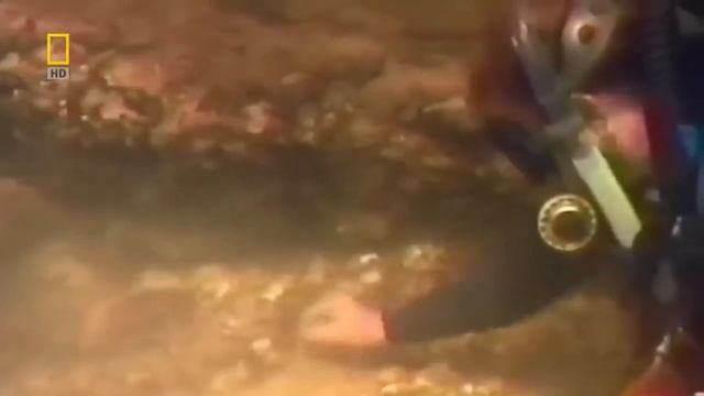 Дикий мир #DenV. Животный мир . Южная Америка #DenV. смотреть онлайн