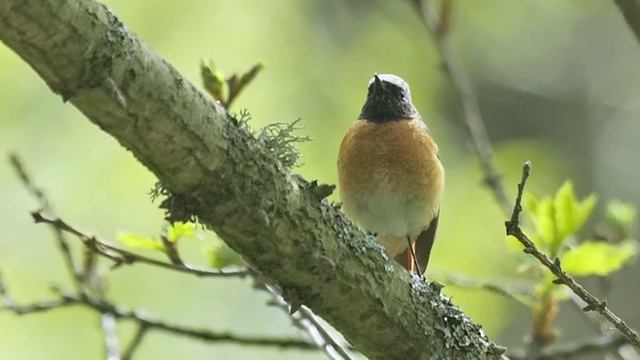 BTO Bird ID - Redstarts смотреть онлайн