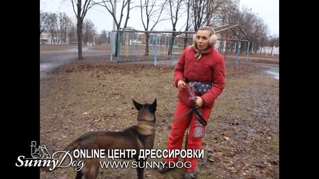 Топ надежных способов, как научить собаку команде "ГОЛОС". Учим собаку лаять по команде смотреть онлайн