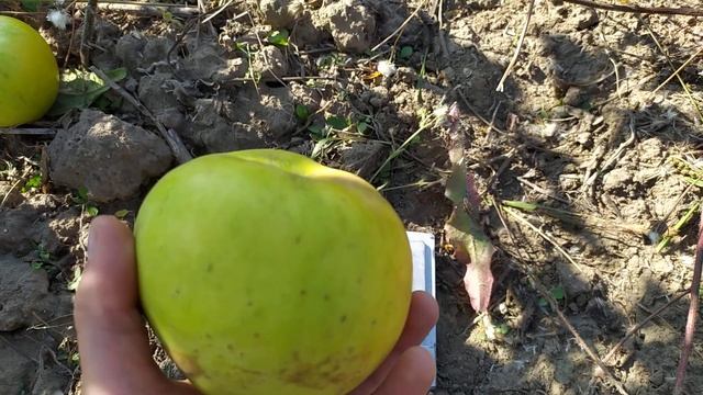 Богемия Голд 2020 год смотреть онлайн