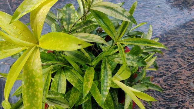 Dracaena Surculosa ( Golden Dust Dracaena ) Full Information . смотреть онлайн